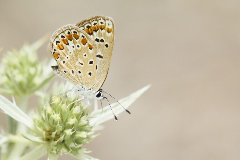 Aricia cramera - Morena