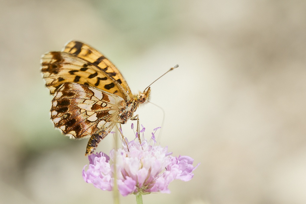 Boloria dia - Doncella violeta