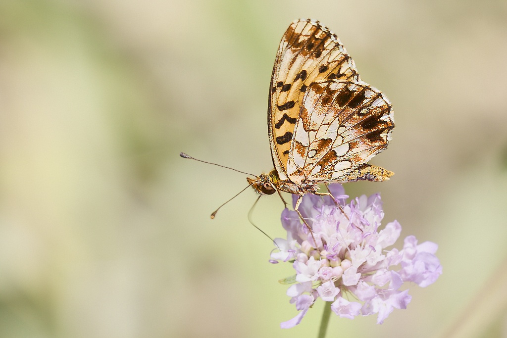 Boloria dia - Doncella violeta