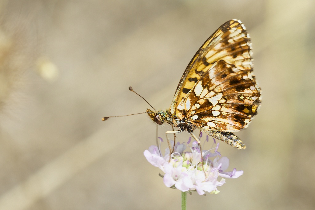 Boloria dia - Doncella violeta