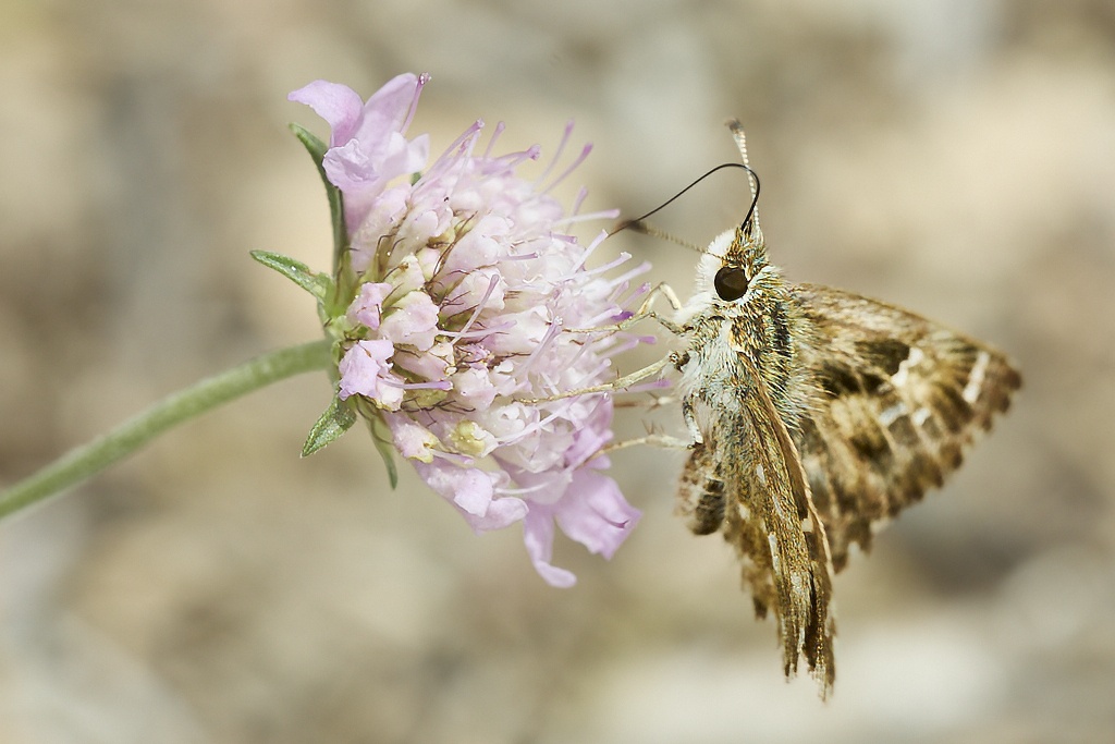 Carcharodus alceae -  Capitán malva