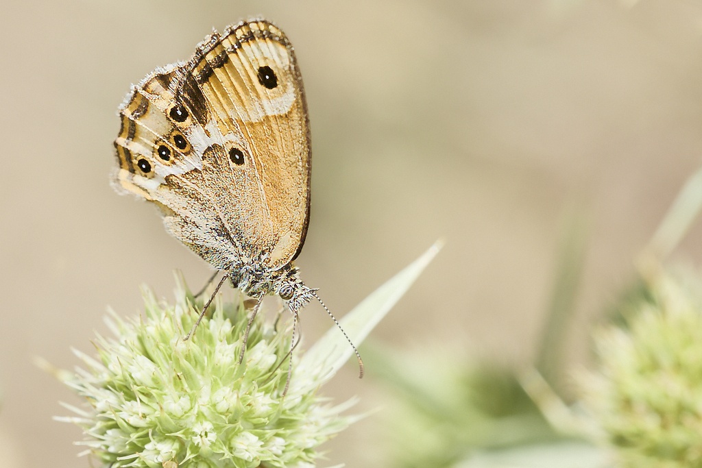 Coenonympha dorus -  Ninfa de Esper