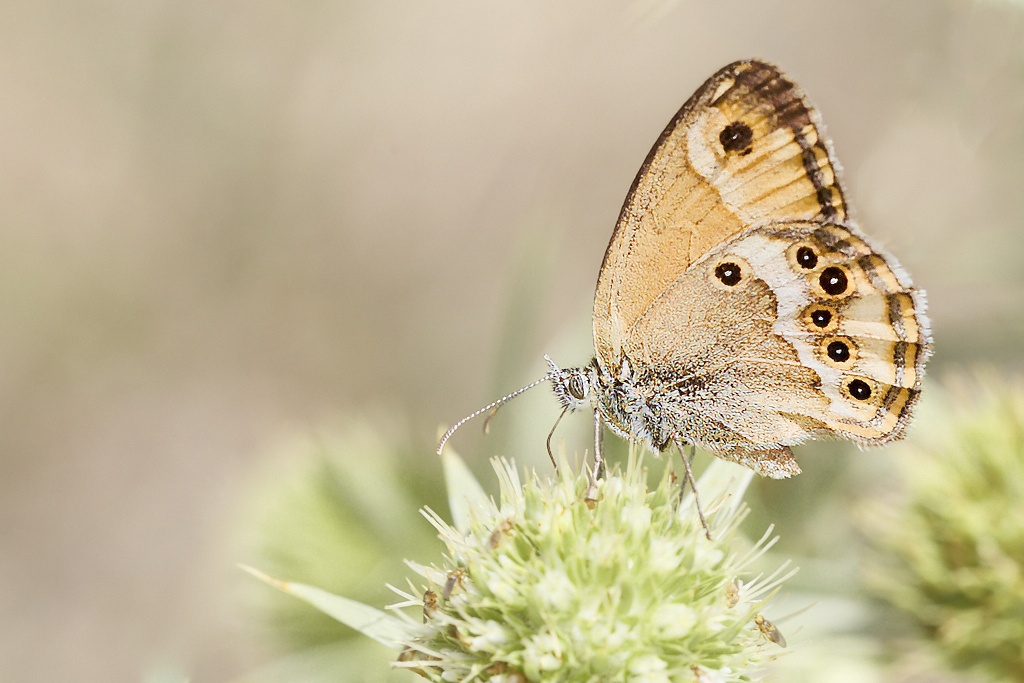 Coenonympha dorus -  Ninfa de Esper