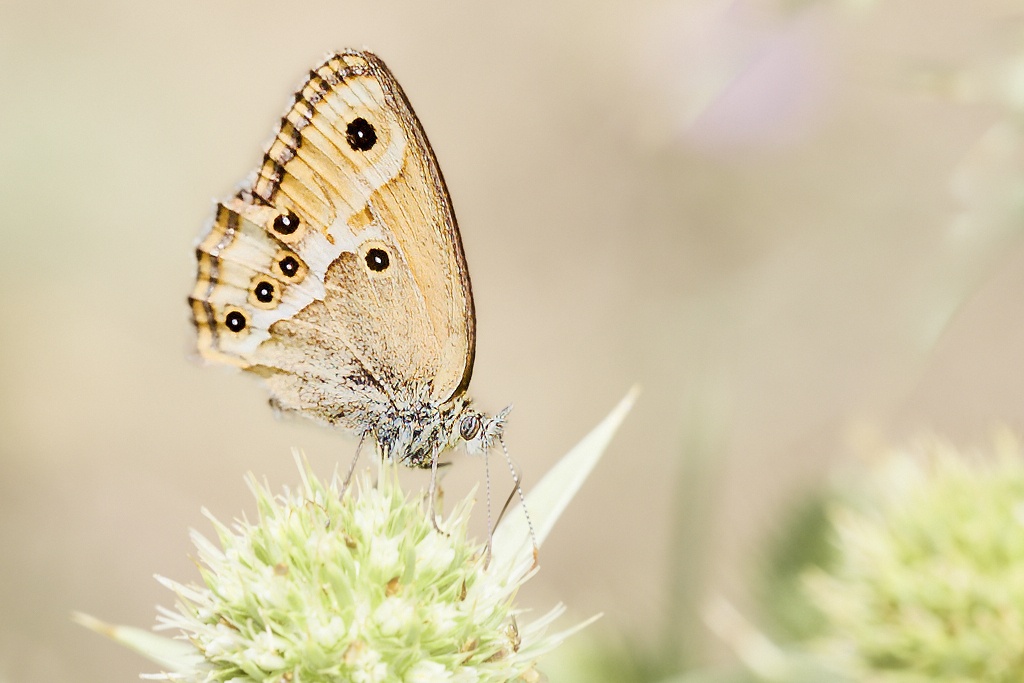 Coenonympha dorus -  Ninfa de Esper