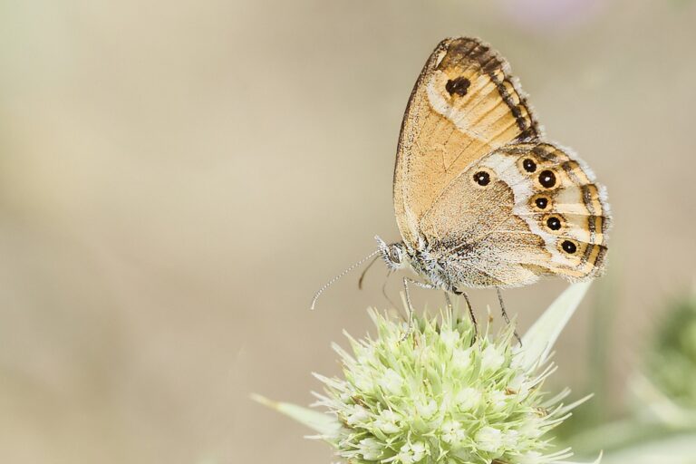 Coenonympha dorus -  Ninfa de Esper