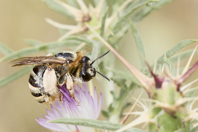 Eucera taurica - Abeja solitaria