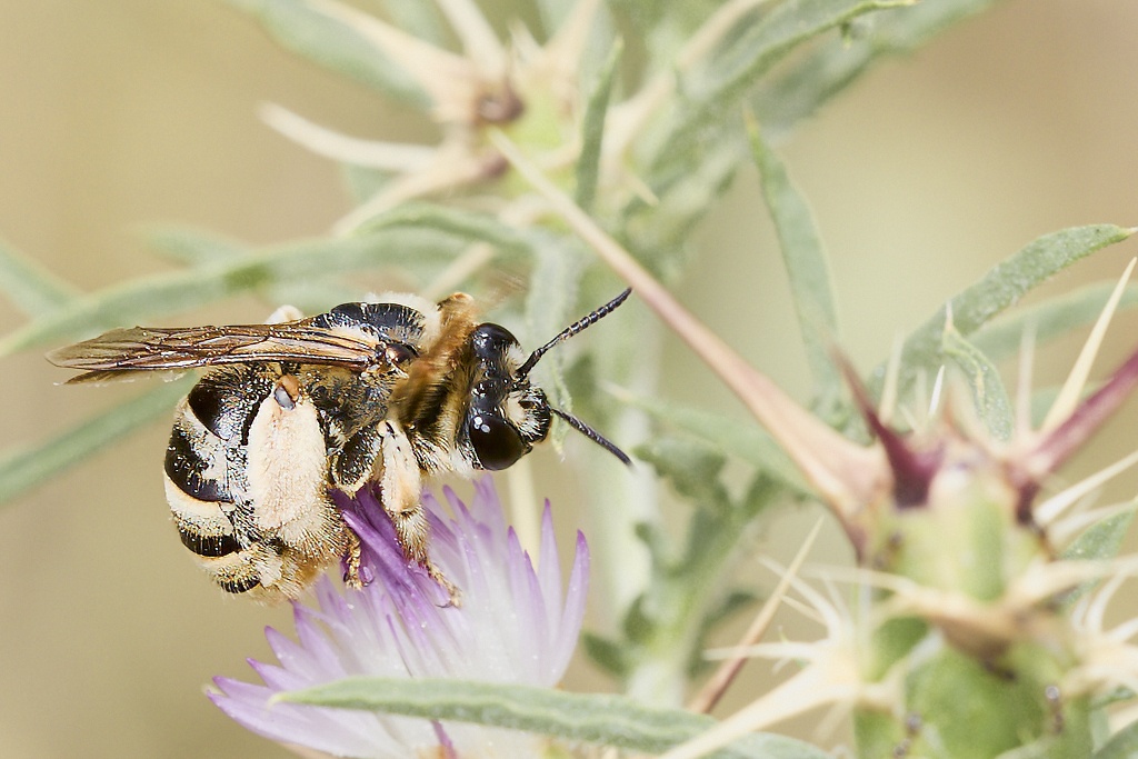 Eucera taurica - Abeja solitaria