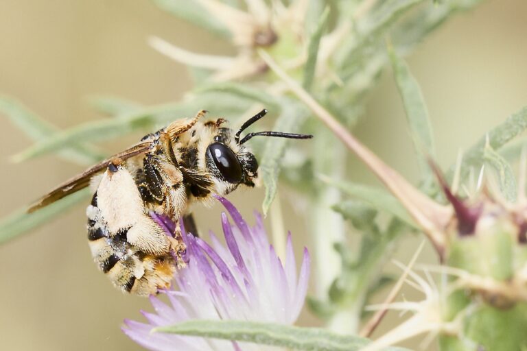 Eucera taurica - Abeja solitaria