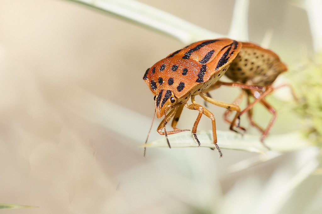 Graphosoma semipunctatum -  Chinche punteada