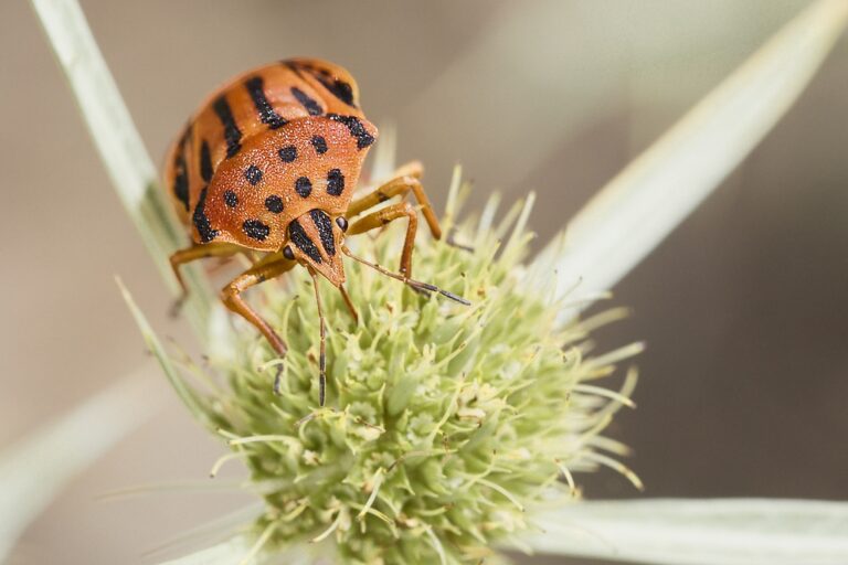 Graphosoma semipunctatum -  Chinche punteada