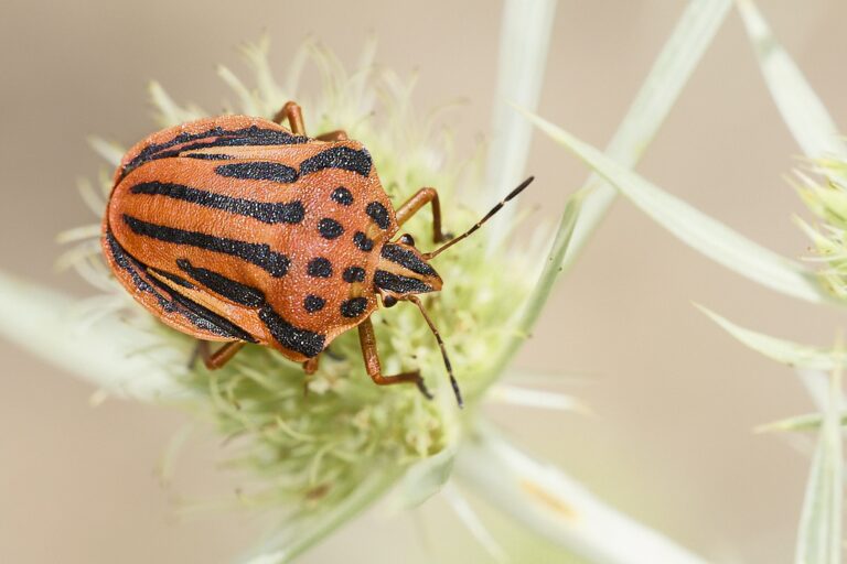 Graphosoma semipunctatum -  Chinche punteada