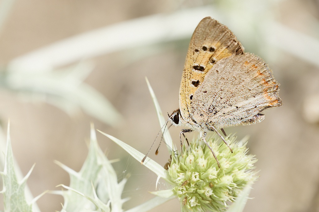 Lycaena phlaeas -  Manto bicolor