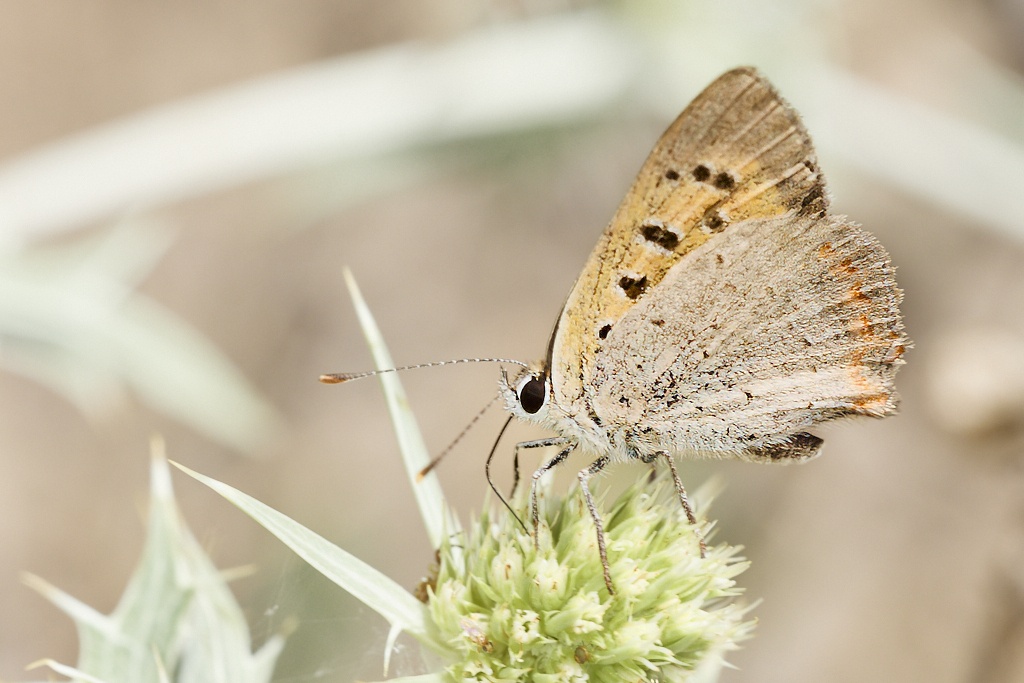 Lycaena phlaeas -  Manto bicolor