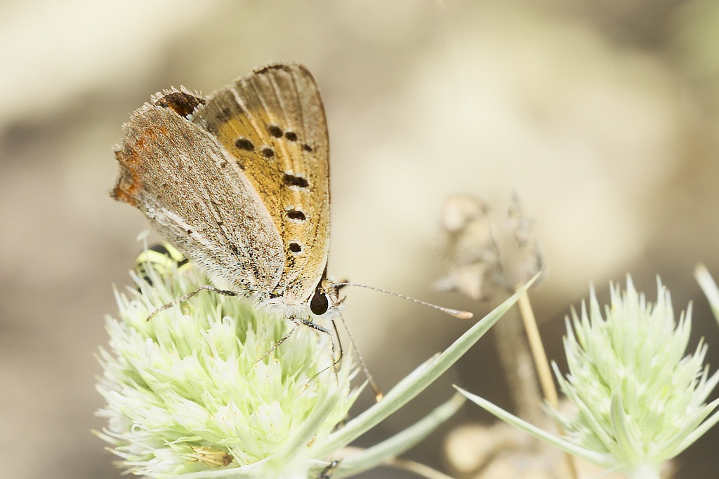 Lycaena phlaeas -  Manto bicolor