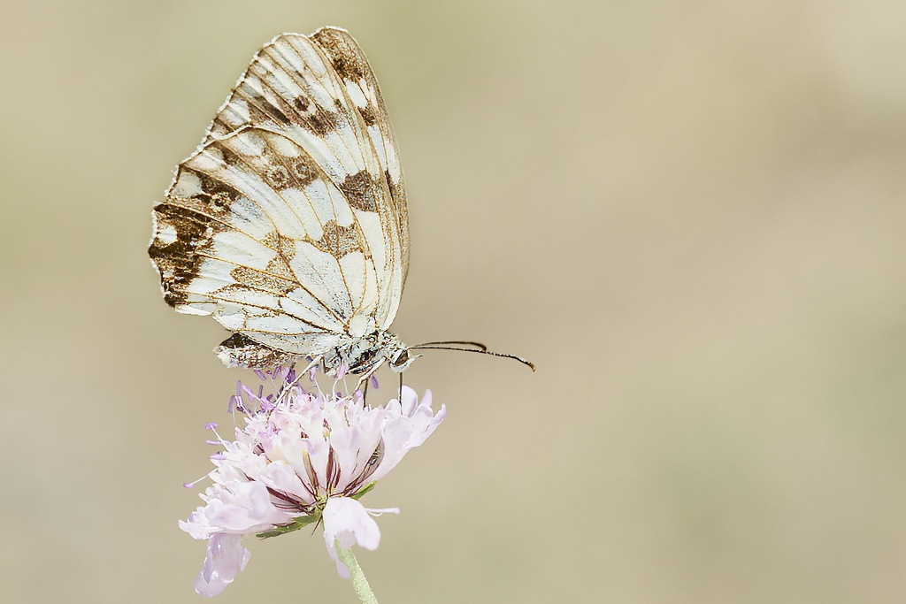 Melanargia lachesis -  Medioluto ibérica