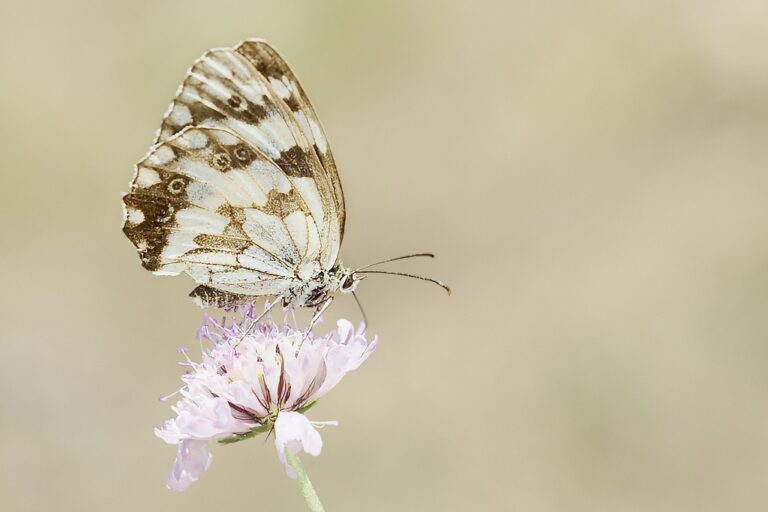 Melanargia lachesis -  Medioluto ibérica