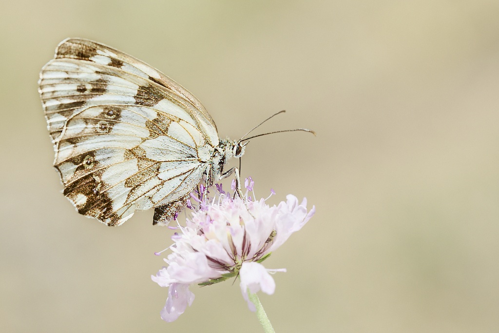 Melanargia lachesis -  Medioluto ibérica