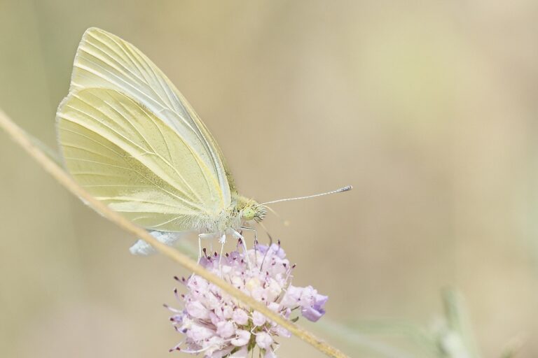 Pieris rapae -  Blanquita de la col