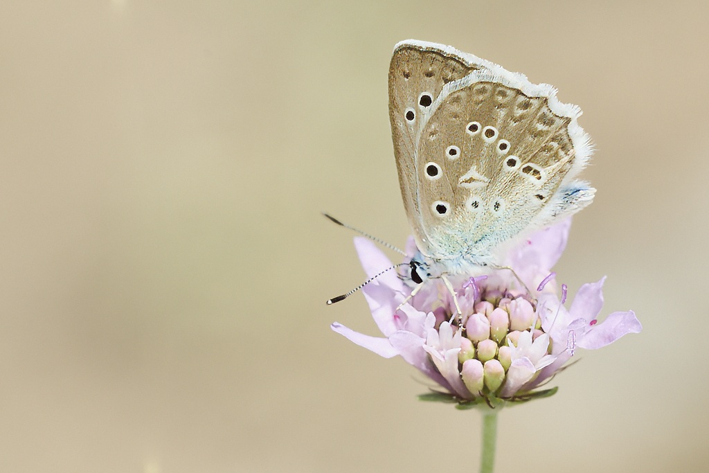 Polyommatus daphnis -  Azul de Meleager