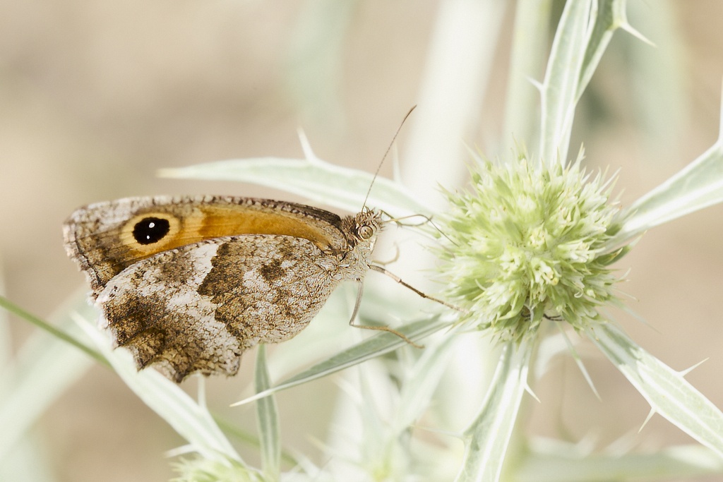 Pyronia cecilia -  Lobito jaspeado