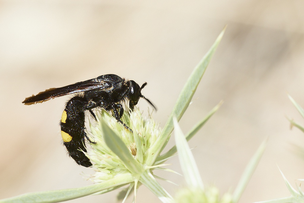 Scolia hirta -  Avispa de galet