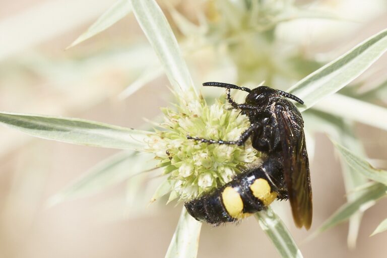 Scolia hirta -  Avispa de galet