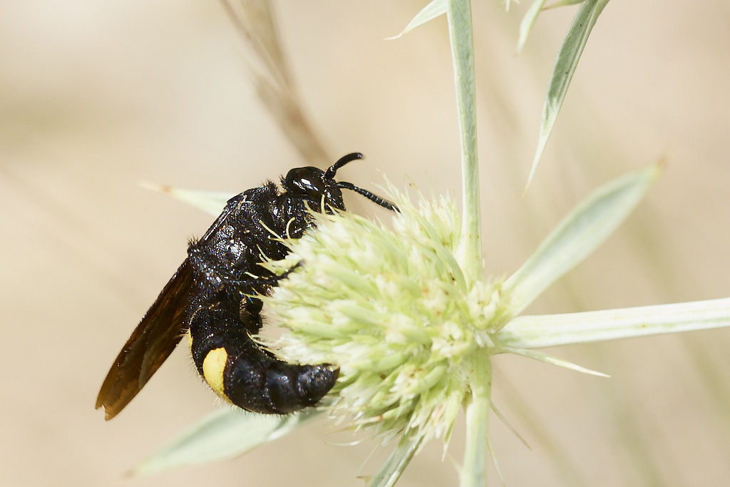 Scolia hirta -  Avispa de galet