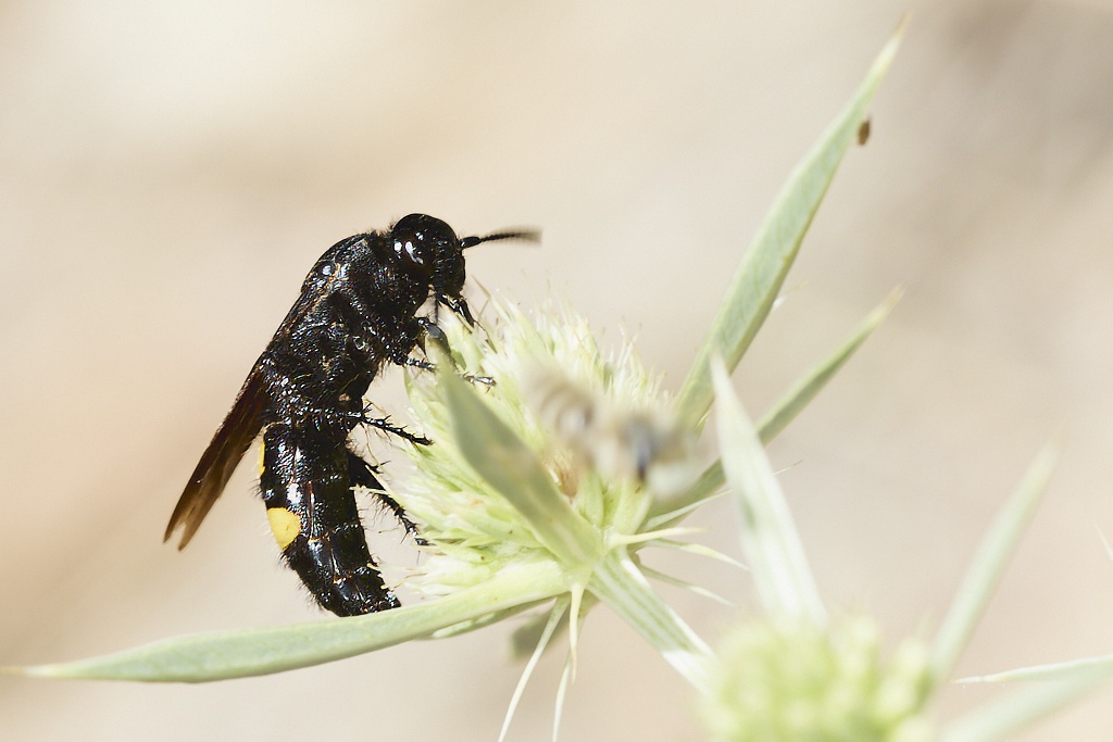 Scolia hirta -  Avispa de galet