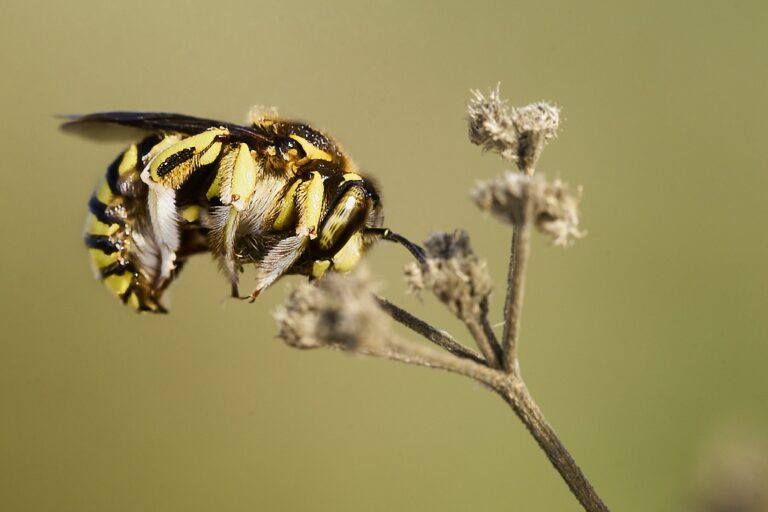 Anthidium florentinum - Abeja cardadora