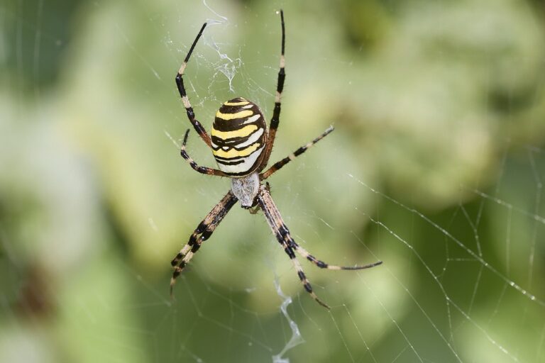 Argiope bruennichi -  Araña tigre