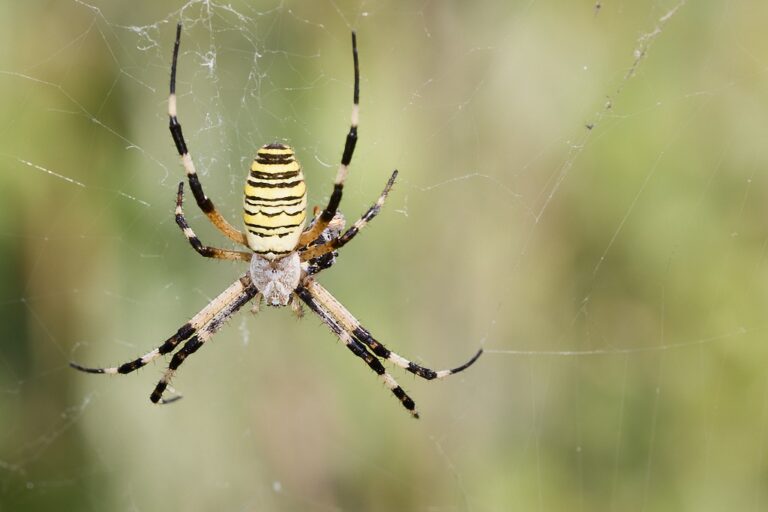 Argiope bruennichi -  Araña tigre