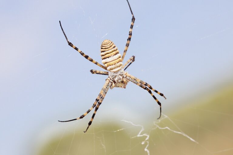 Argiope trifasciata -  Araña tigre