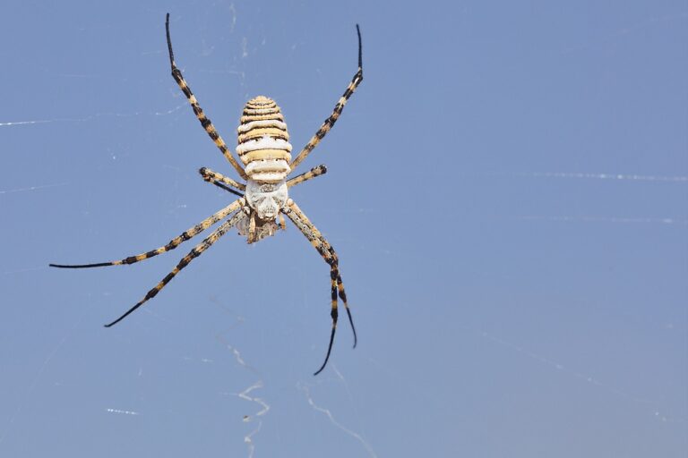 Argiope trifasciata -  Araña tigre