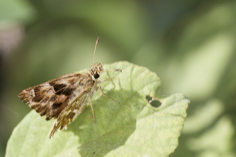 Carcharodus alceae -  Capitán malva