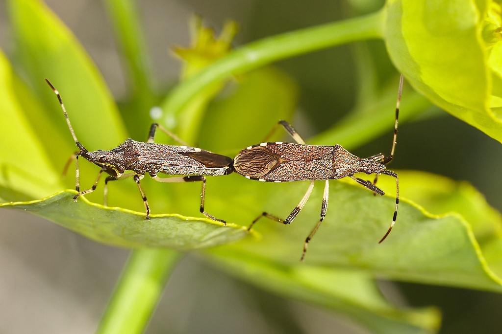 Dicranocephalus albipes -  Chinche de cara estrecha