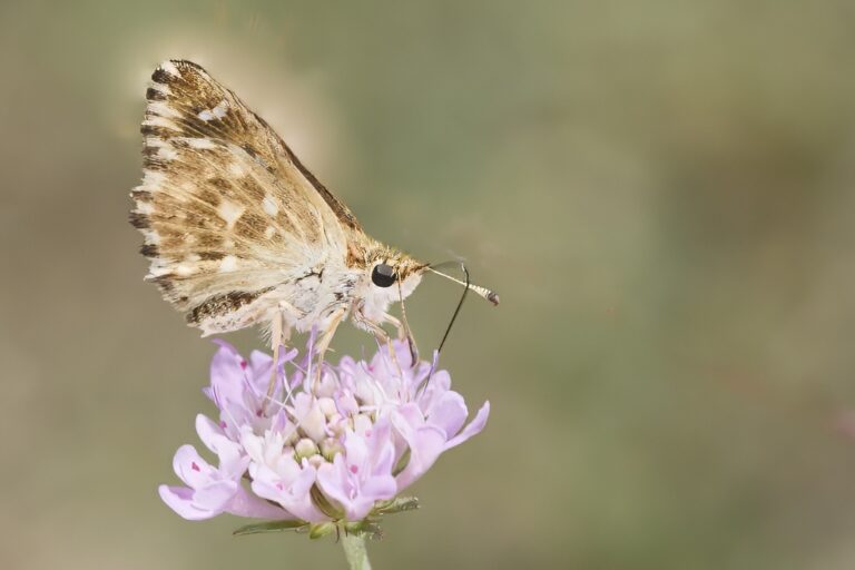 Muschampia proto -  Polvillo dorado