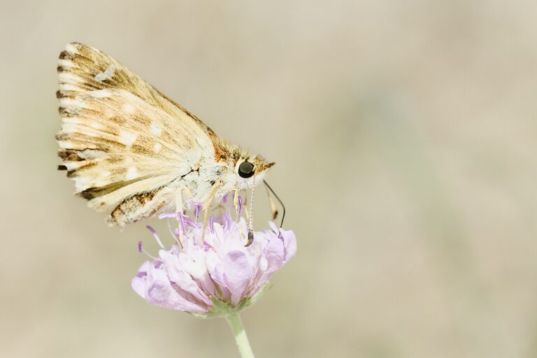 Muschampia proto -  Polvillo dorado