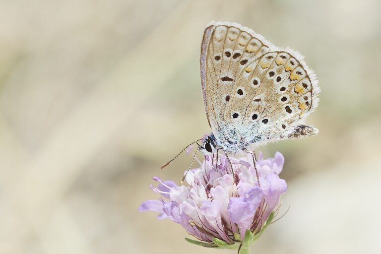 Polyommatus icarus -  Mariposa azul comun