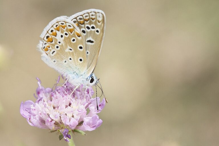 Polyommatus icarus -  Mariposa azul comun