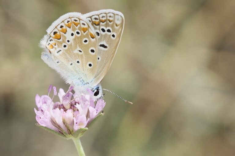 Polyommatus icarus -  Mariposa azul comun