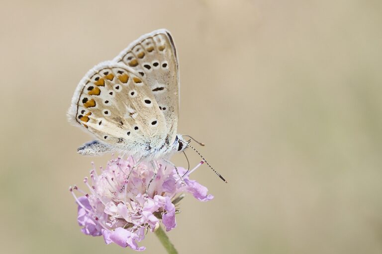 Polyommatus icarus -  Mariposa azul comun