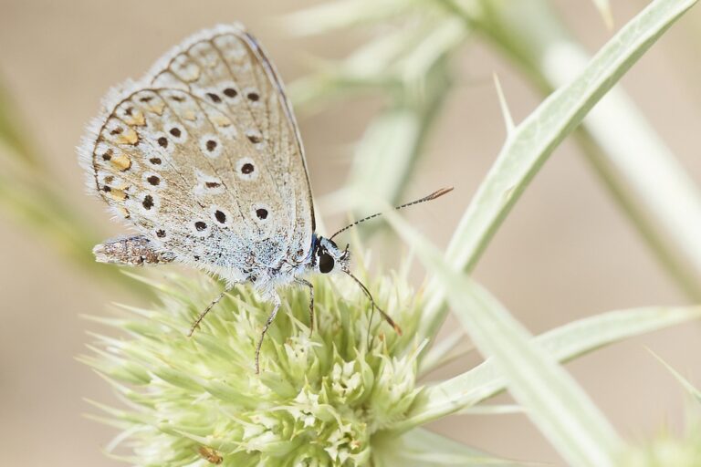 Polyommatus icarus -  Mariposa azul comun