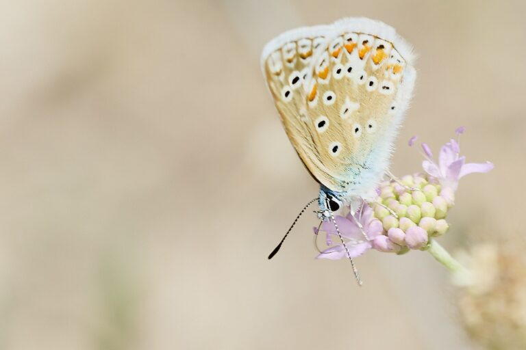 Polyommatus icarus -  Mariposa azul comun