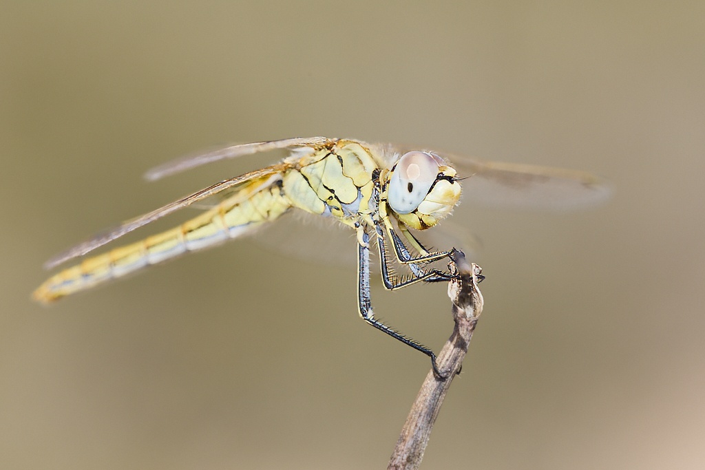 Sympetrum fonscolombii -  Libélula de venas rojas