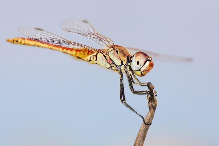 Sympetrum fonscolombii -  Libélula de venas rojas