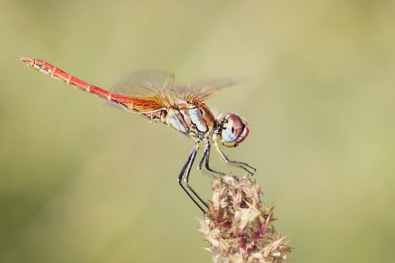 Sympetrum fonscolombii -  Libélula de venas rojas