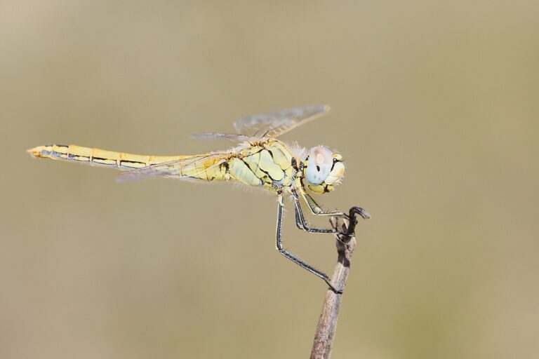 Sympetrum fonscolombii -  Libélula de venas rojas