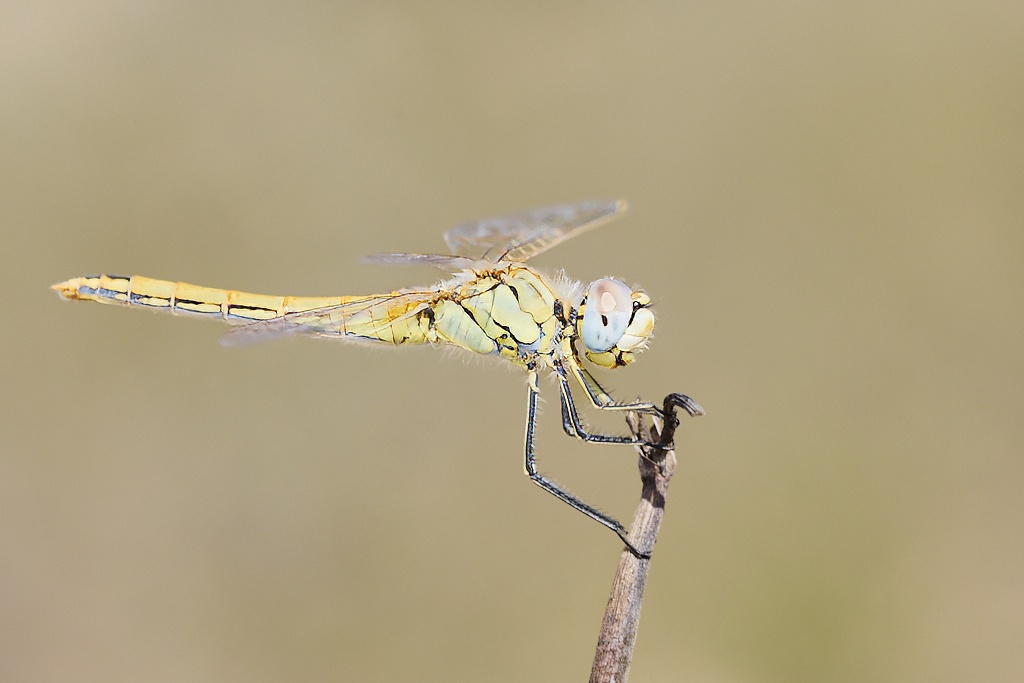 Sympetrum fonscolombii -  Libélula de venas rojas