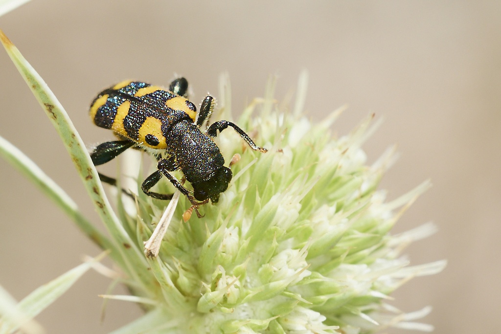 Trichodes leucopsideus -  Escarabajo ajedrezado