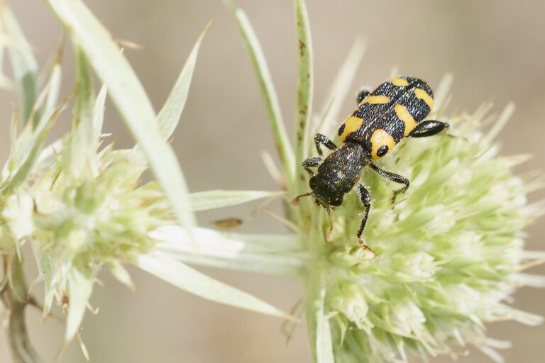 Trichodes leucopsideus -  Escarabajo ajedrezado